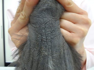 皮膚がかゆい 脂漏性皮膚炎の１例 年8月 動物病院京都ブログ 動物病院 京都 京都市北区の動物病院
